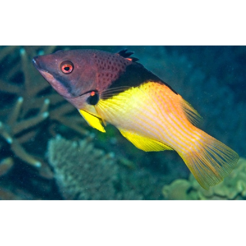 Eclipse Hogfish Size: ML 3" to 4"