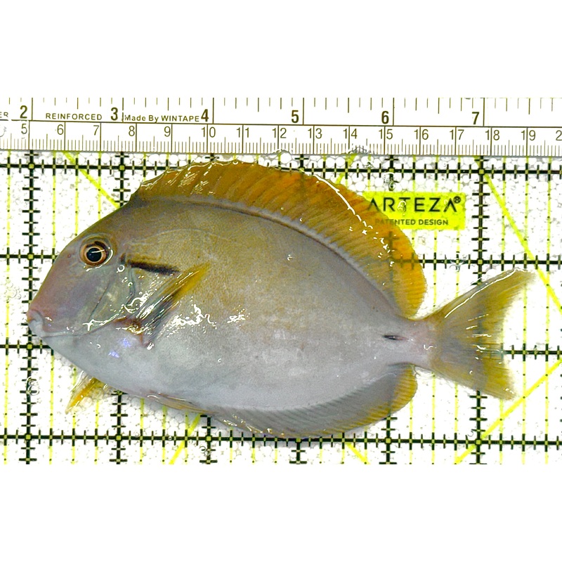 Eye Line Black Shoulder Tang ELBST022301 WYSIWYG Size: XL 5.5"approx