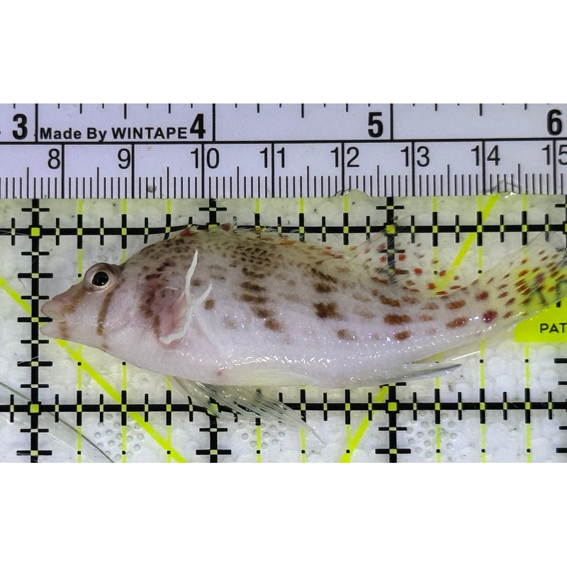 Falco Hawkfish FH020601 WYSIWYG Size: L 3" approx