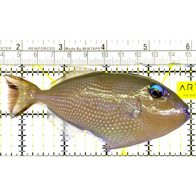 Female Blue Throat Triggerfish (Reefsafe)  FBTT022101 WYSIWYG Size: ML 4.5"approx