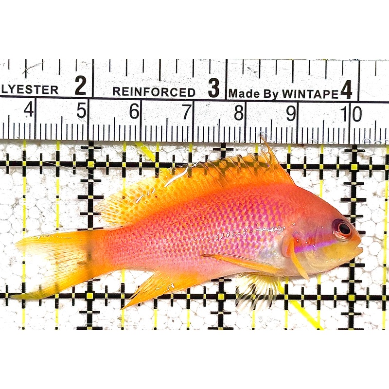 Female Lyretail Anthias (Maldives) FLA021201 WYSIWYG Size: M 2.5" approx
