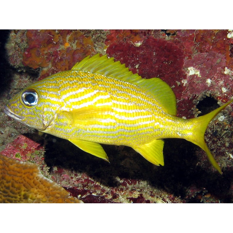 French Grunt Size: ML 3" to 4"