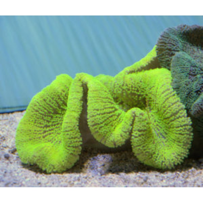 Gigantea Carpet Anemone Size: XL 8" to 10" Diameter