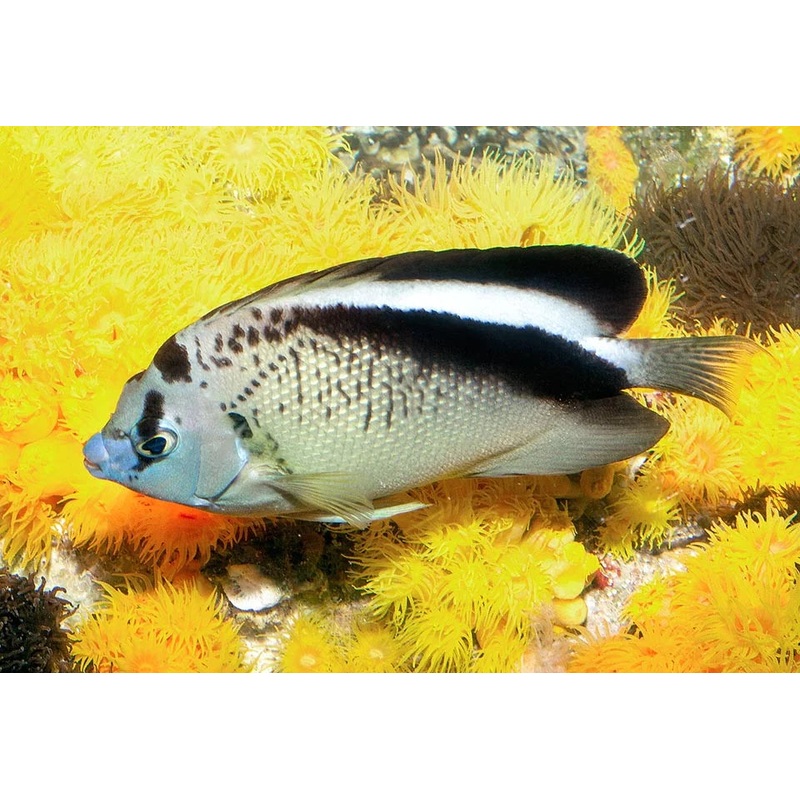 Griffis Angelfish Size: M 3" to 4"