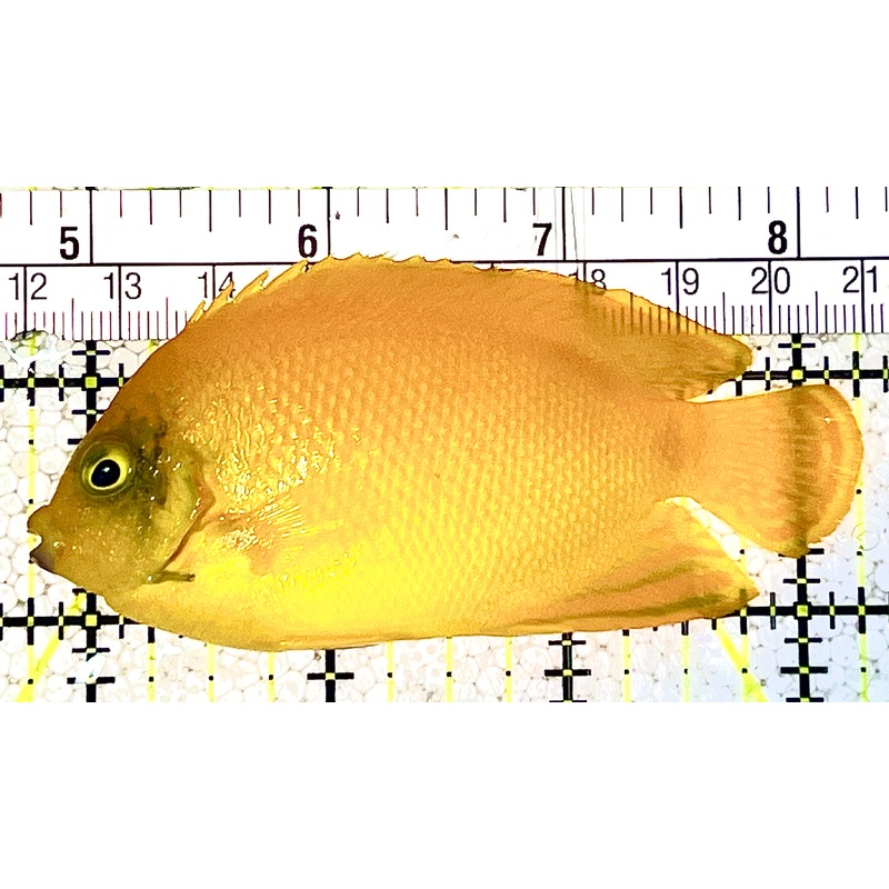 Herald's Angelfish HA021101 WYSIWYG Size: L 3.25" approx