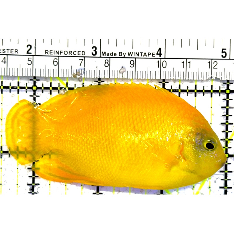 Herald's Angelfish HA022101 WYSIWYG Size: L 3.5"approx
