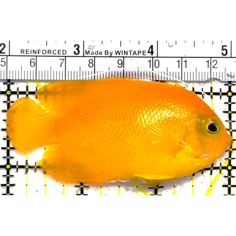 Herald's Angelfish HA030301 WYSIWYG Size: M 3"approx