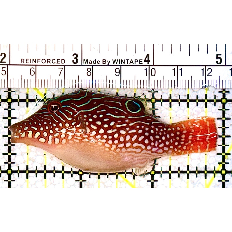 Honeycomb Toby Pufferfish HTP021101 WYSIWYG Size: M 3" approx