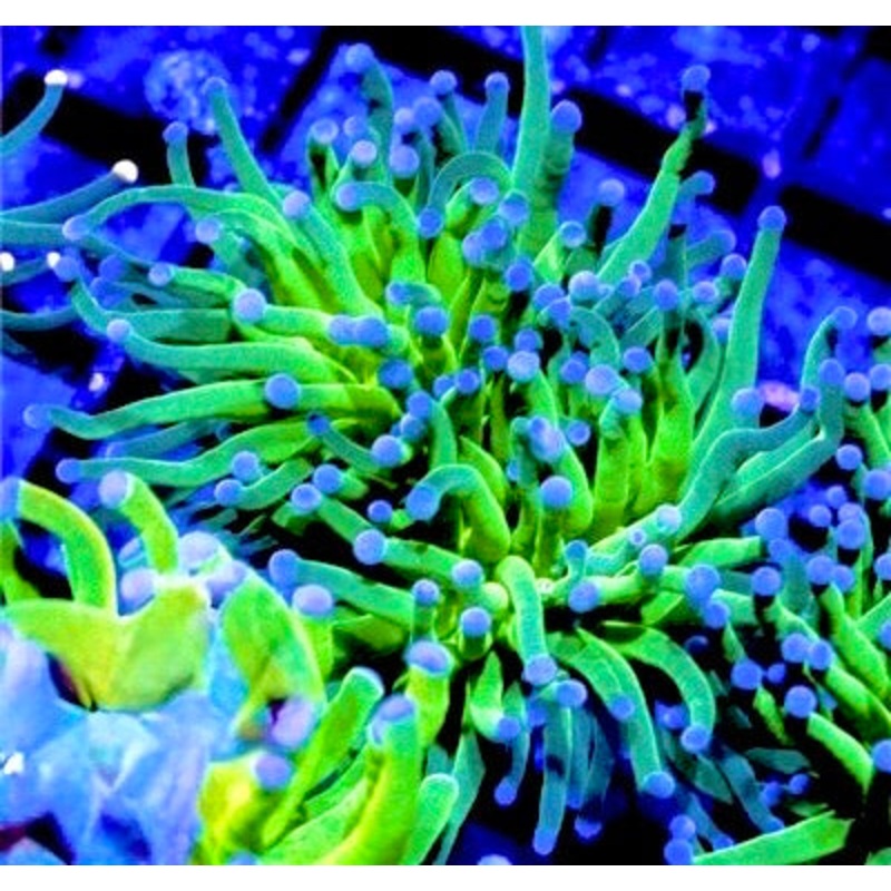 Indo Blue Tip Jolly Rancher EG021409 WYSIWYG