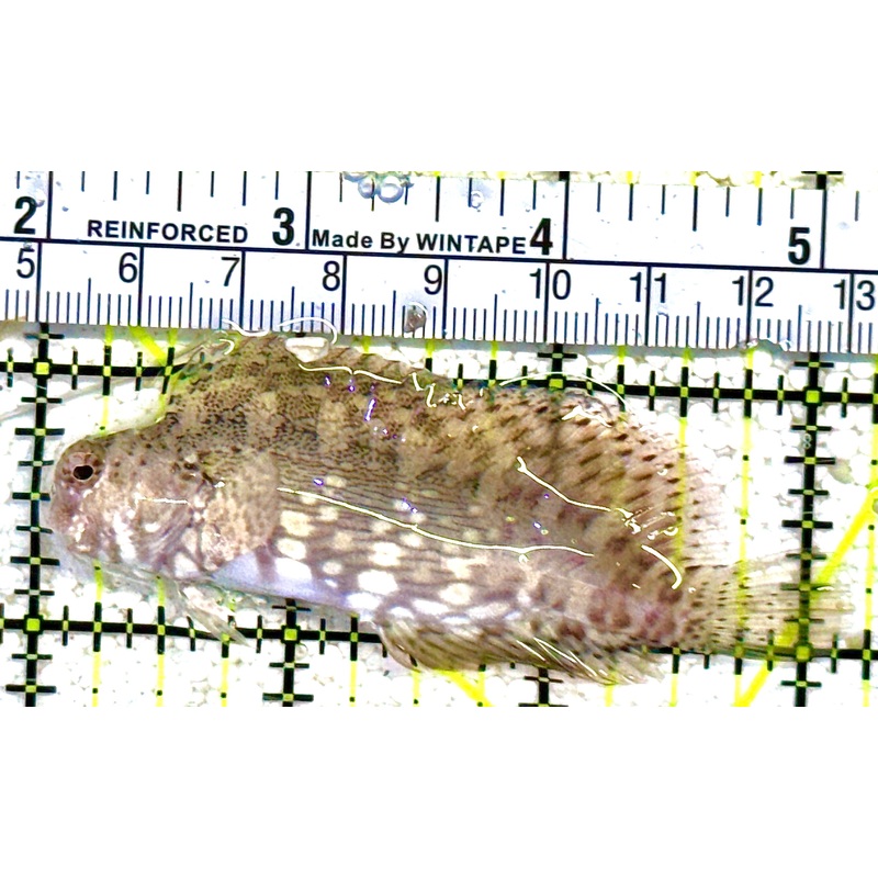 Lawnmower Blenny LB021701 WYSIWYG Size: L 3.25" approx
