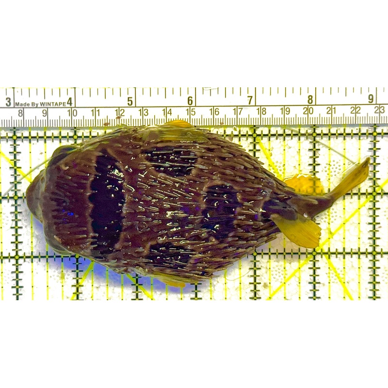 Long Spine Porcupine Pufferfish HSPP020601 WYSIWYG Size: XL 6" approx