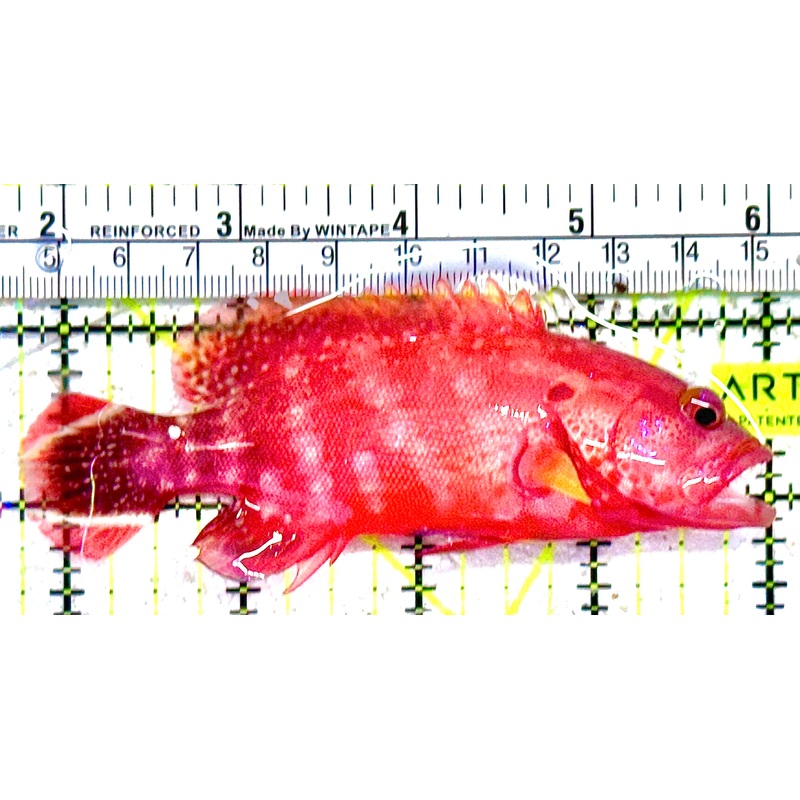 Louti Grouper LG021601 WYSIWYG Size: L 4.5" approx