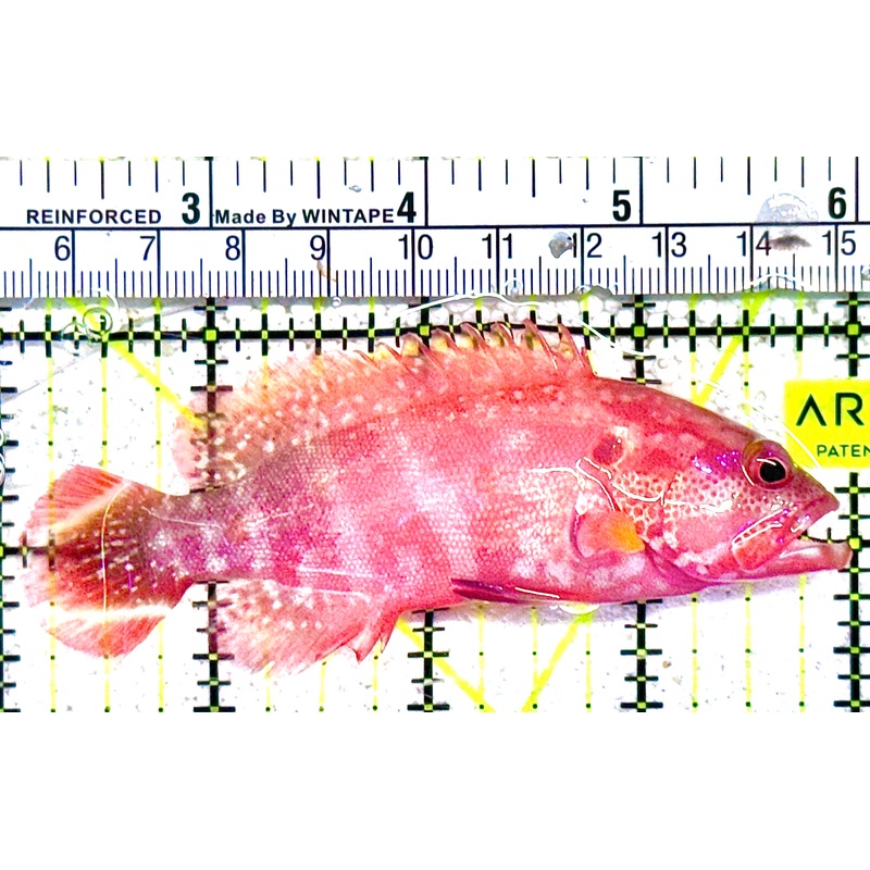 Louti Grouper LG021602 WYSIWYG  Size: M 4" approx