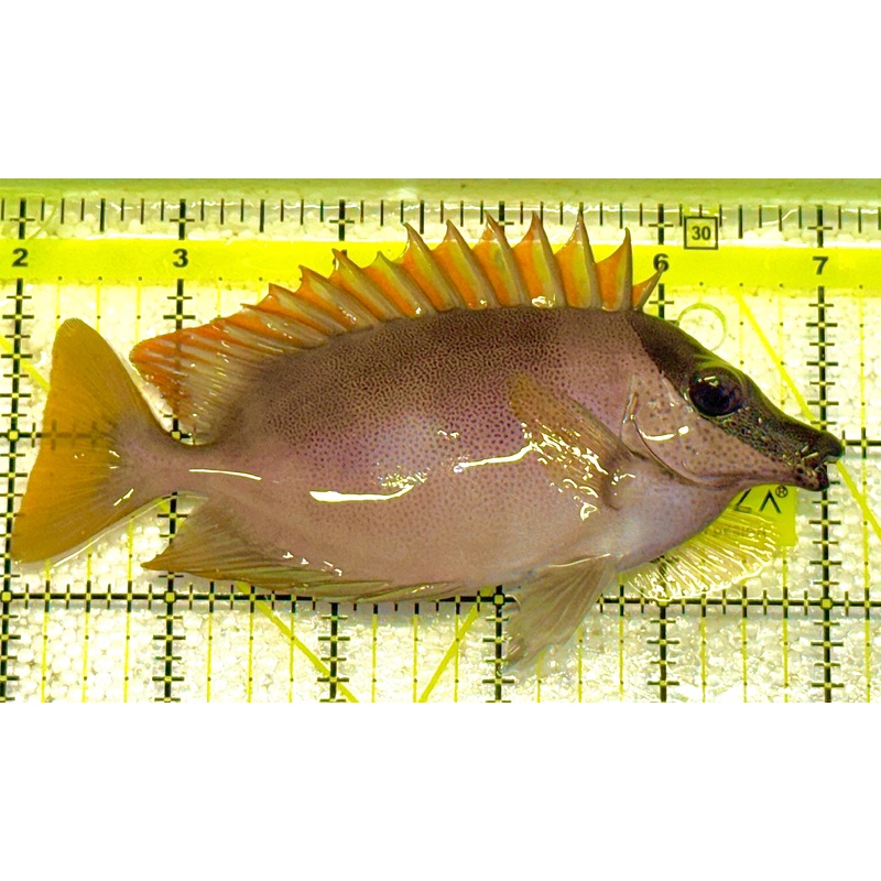 Magnificent Foxface MF020601 WYSIWYG Size: L 5" approx