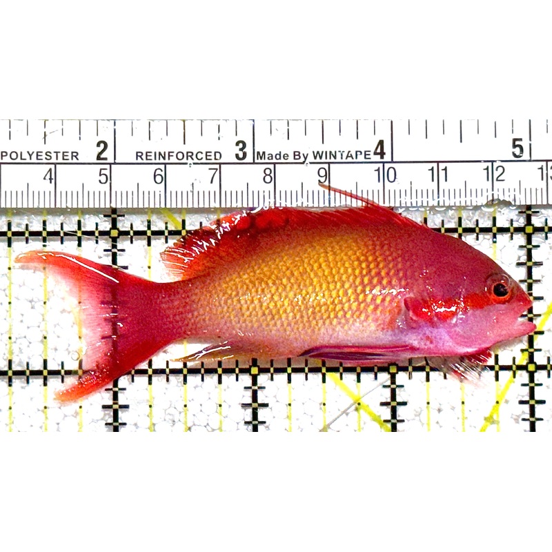 Male Lyretail Anthias (Tonga) MLA021101 WYSIWYG Size: L 3.75" approx