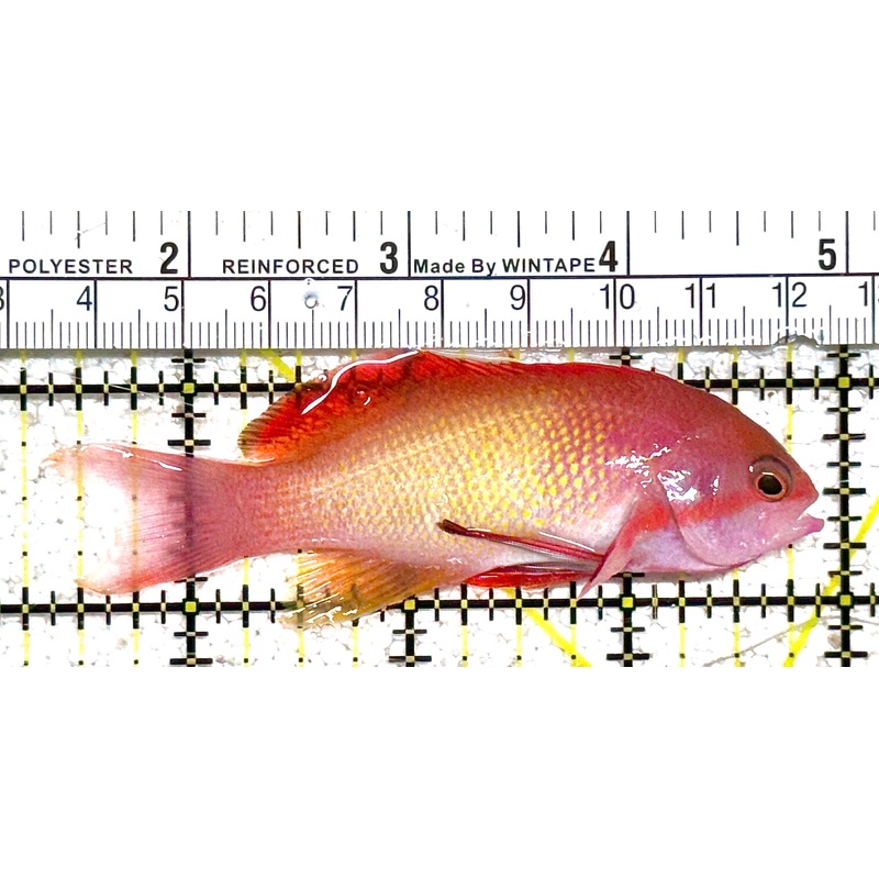 Male Lyretail Anthias (Tonga) MLA021102 WYSIWYG Size: L 3.5" approx