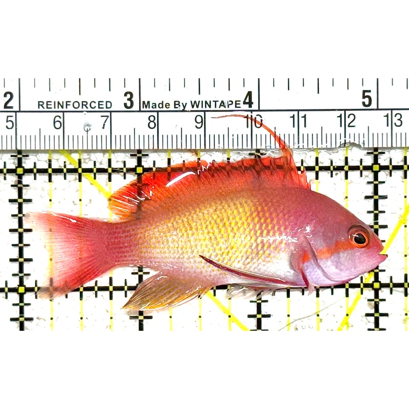 Male Lyretail Anthias (Tonga) MLA021103 WYSIWYG Size: L 3" approx