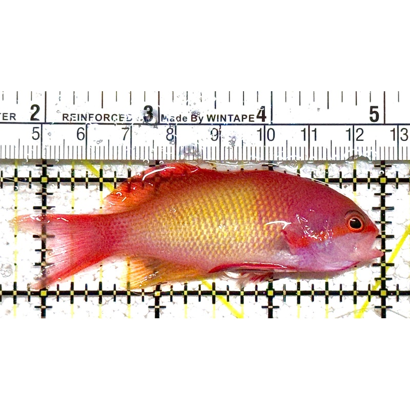 Male Lyretail Anthias (Tonga) MLA021104 WYSIWYG Size: L 3.25" approx