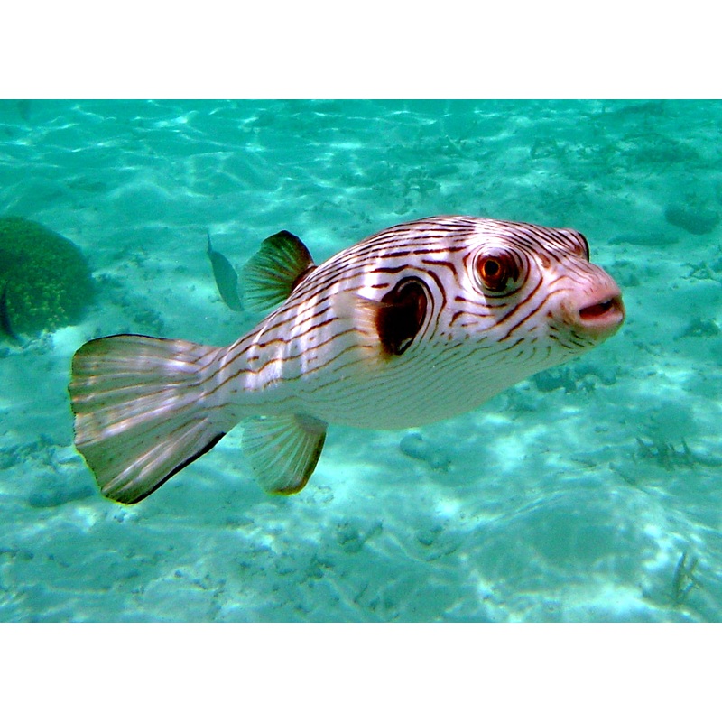 Manila Lined Pufferfish (Male) Size: L 4" to 5"