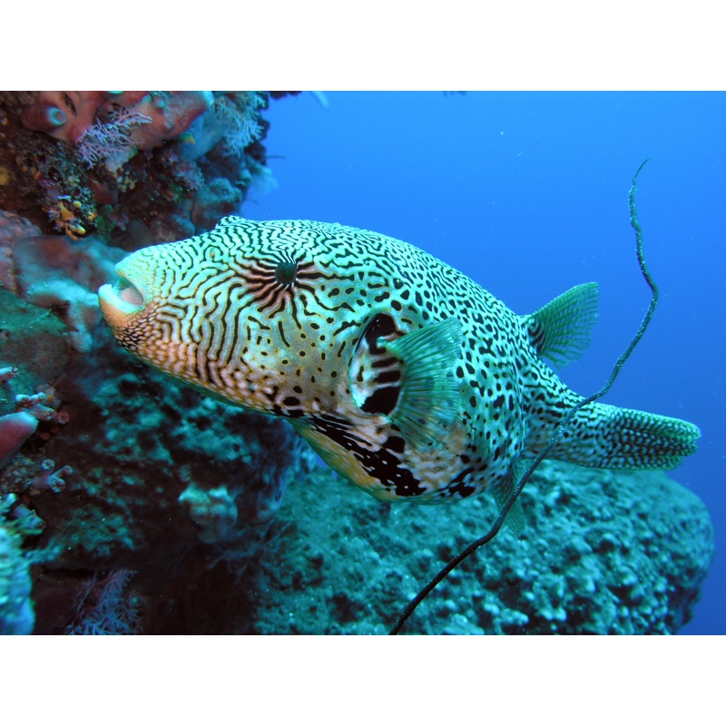 Mappa Pufferfish Size: Tiny 2" and Below"