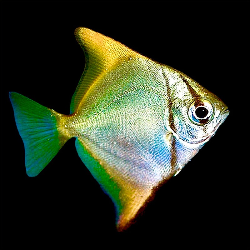 Mono Angelfish (Saltwater Aclimated) Size: L 3" to 4"