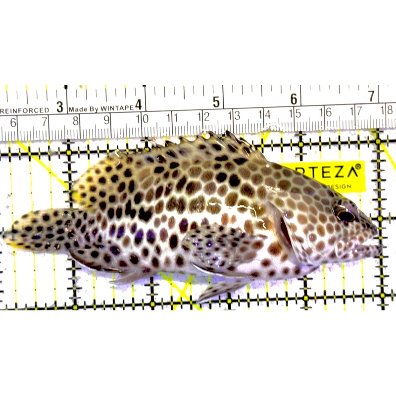Multi Color Spotted Grouper/ Honeycomb Grouper MCSG022201 WYSIWYG Size: L 5" approx