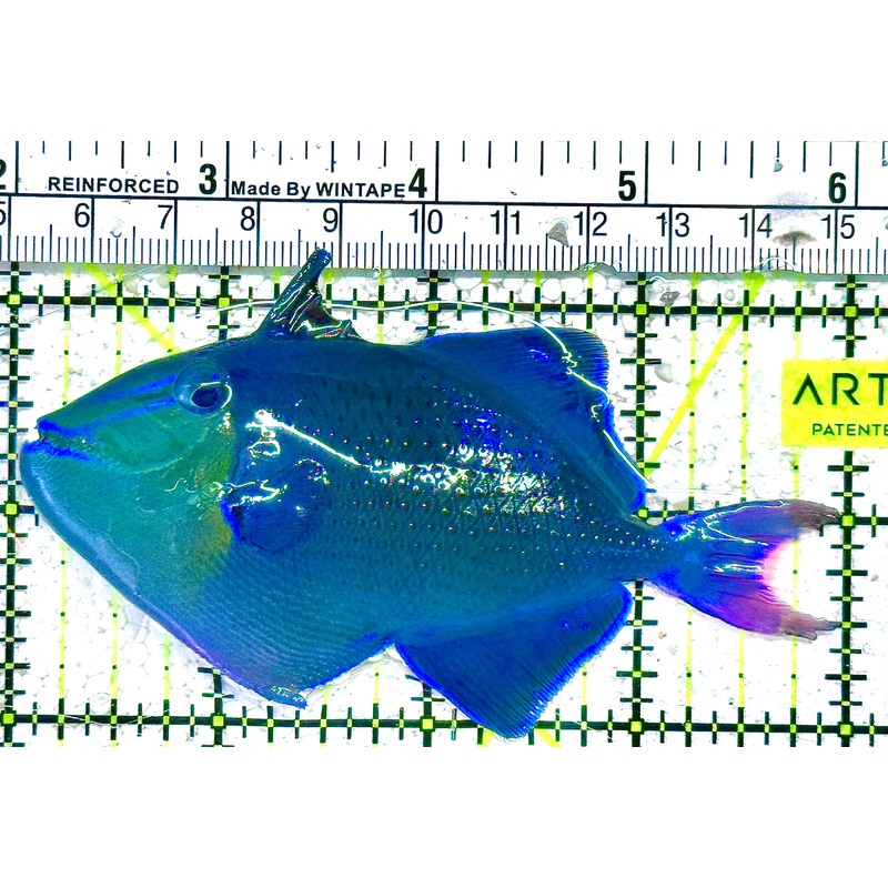 Niger Triggerfish NT021602 WYSIWYG  Size: ML 4" approx