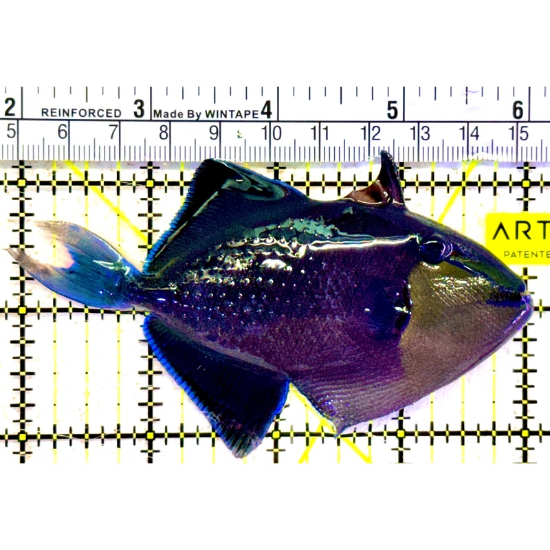 Niger Triggerfish NT022002 WYSIWYG Size: ML 4"approx