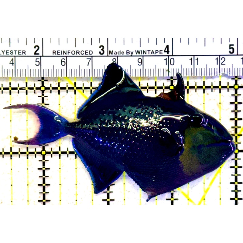 Niger Triggerfish NT022003 WYSIWYG Size: ML 3.5" approx