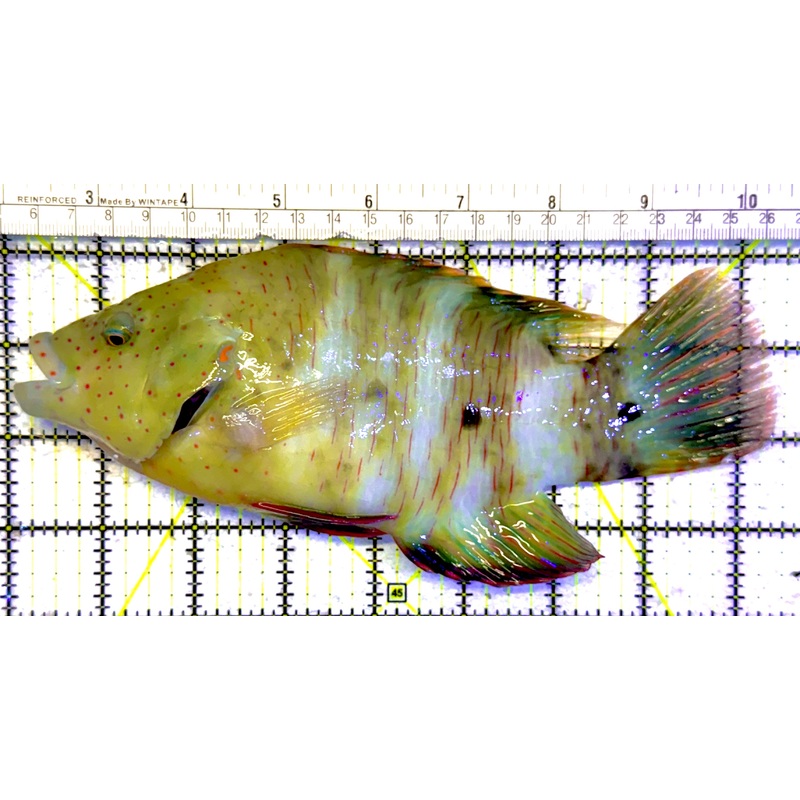 Oman Special Grade Broomtail Wrasse OSGBW022401 WYSIWYG Size: S 8.5 approx