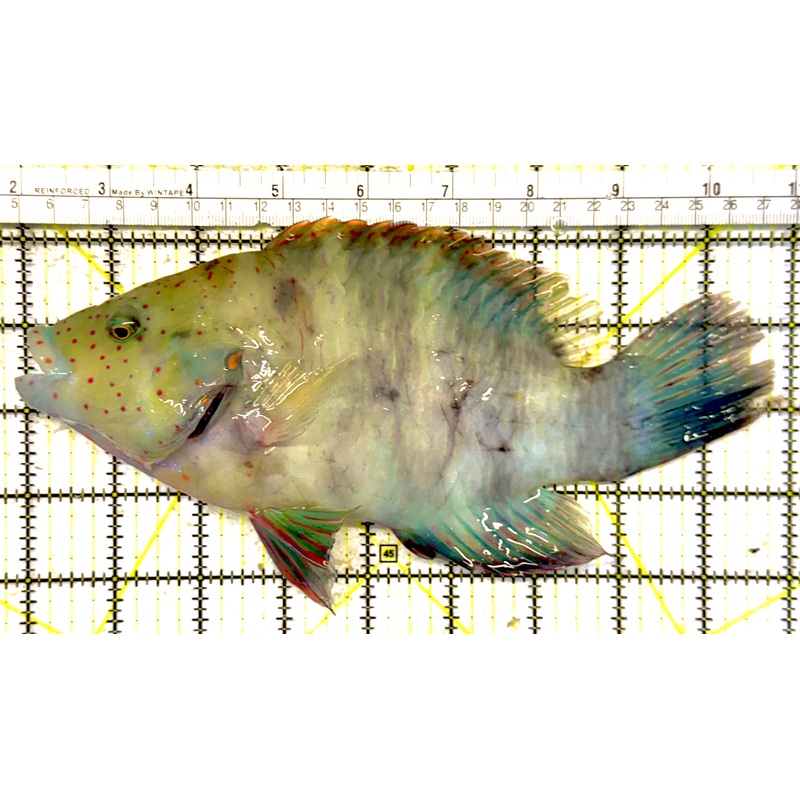 Oman Special Grade Broomtail Wrasse OSGBW022403 WYSIWYG Size: S 9 approx