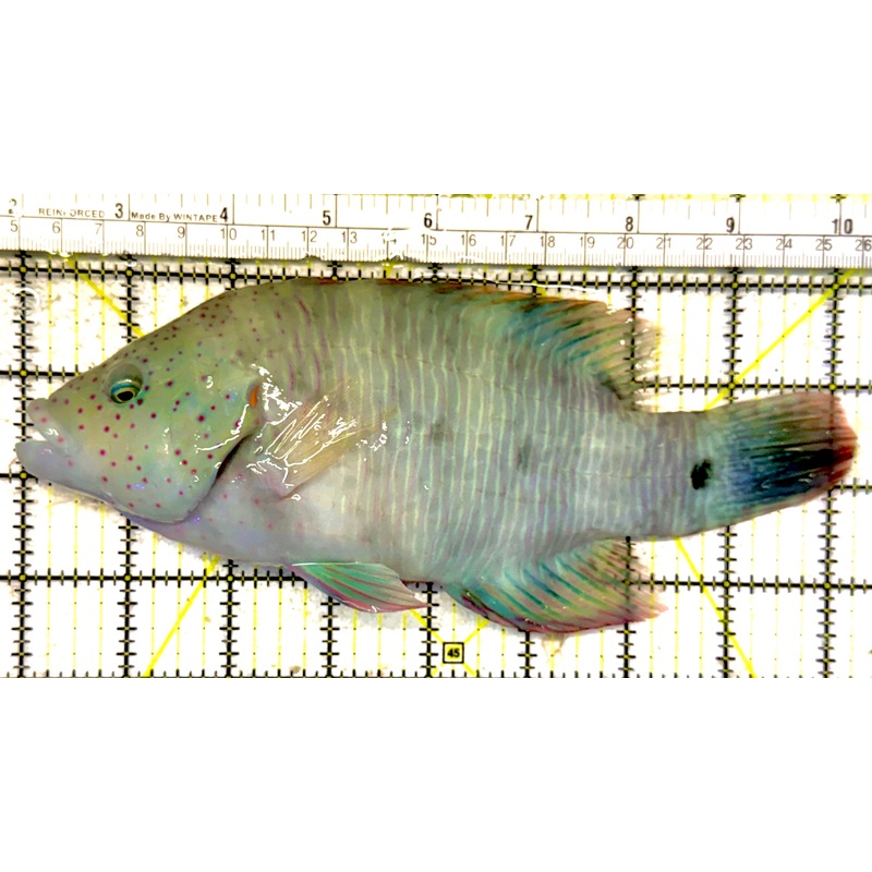 Oman Special Grade Broomtail Wrasse OSGBW022404 WYSIWYG Size: S 8.25 approx
