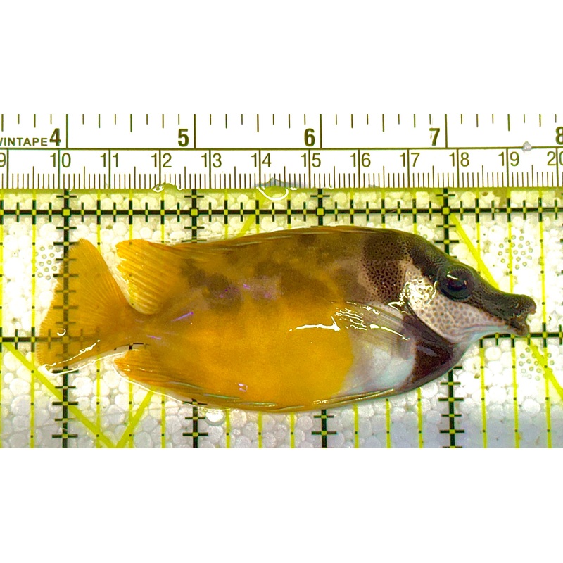Onespot Foxface OF020603 WYSIWYG Size: M 3.5" approx