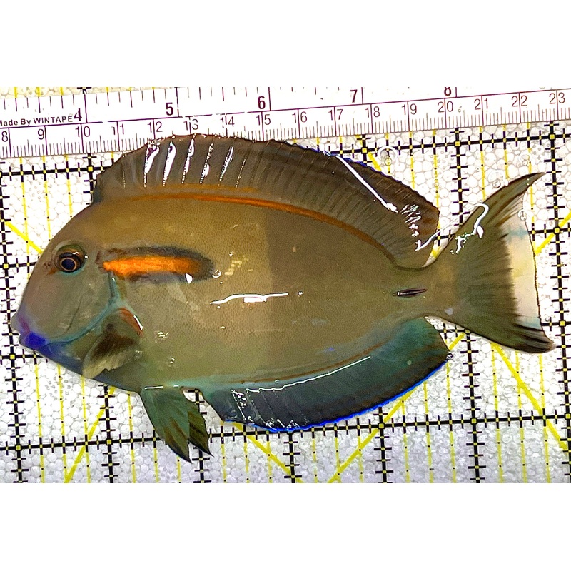 Orange Shoulder Tang OST020505 WYSIWYG Size: L Adult: 6" approx