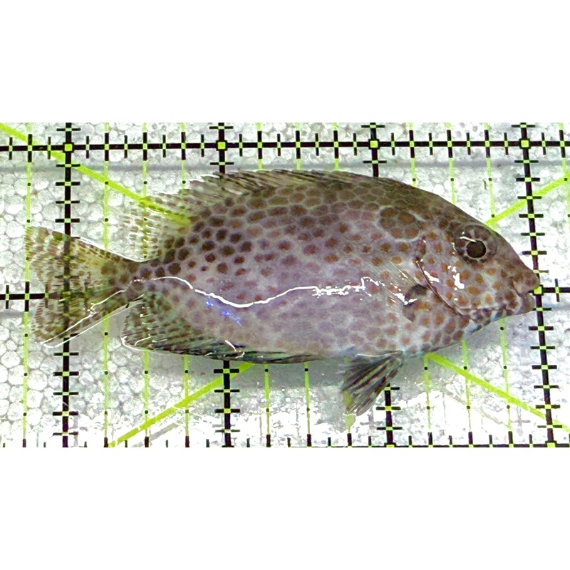 Orange Spotted Rabbitfish OSR020501 WYSIWYG Size: XL 3.25" approx