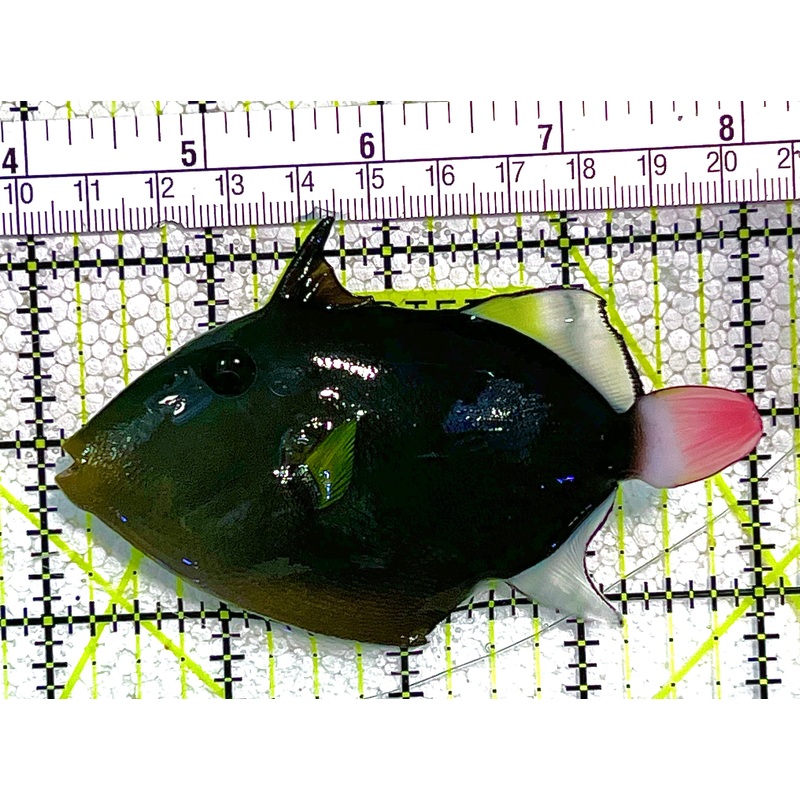 Pink Tail Triggerfish PTT020501 WYSIWYG Size: L 4" approx