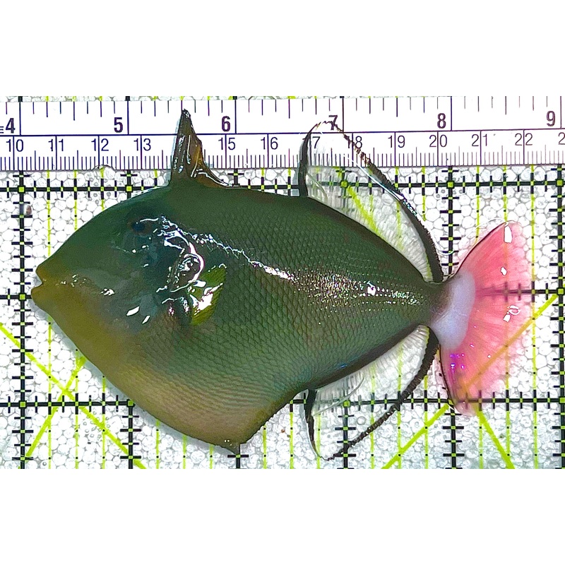Pink Tail Triggerfish PTT020503 WYSIWYG Size: L 4.75" approx