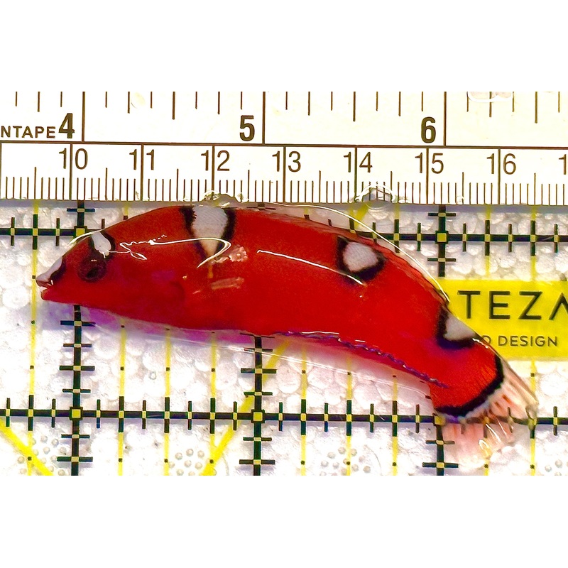 Red Coris Clown Wrasse Juvenile RCCWJ020601 WYSIWYG Size: S 2.5" approx