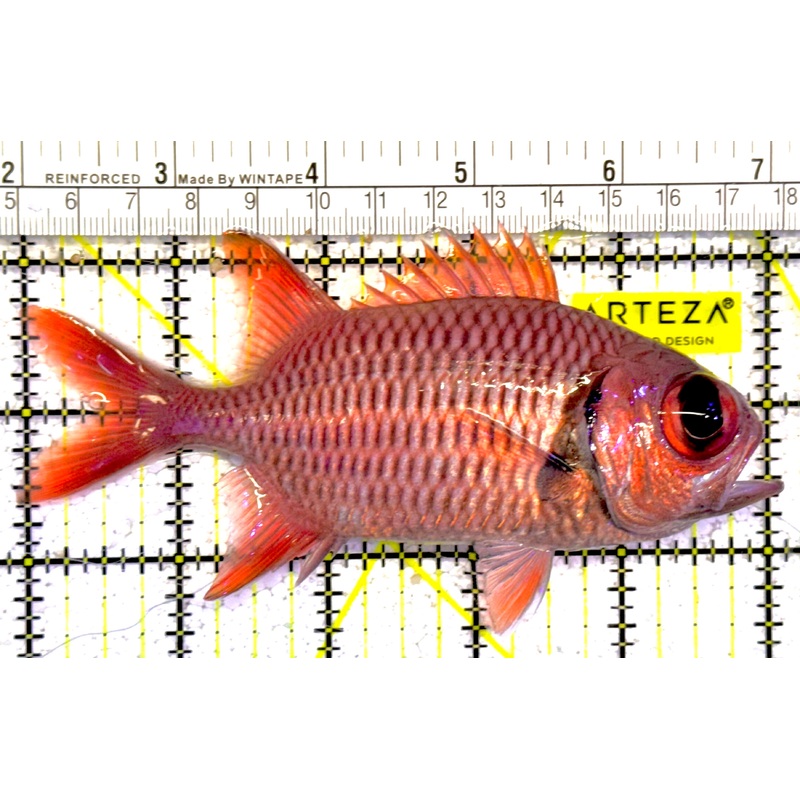 Red Soldier Fish RSF022201 WYSIWYG Size: L 5" approx