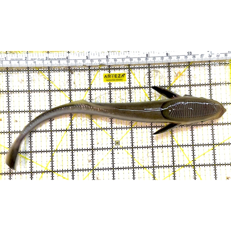 Remora Sucker Fish RSF030701 WYSIWYG Size: XL 11" approx
