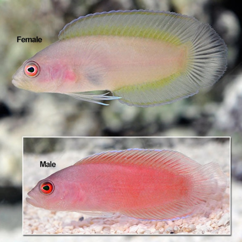 Ringeye Dottyback