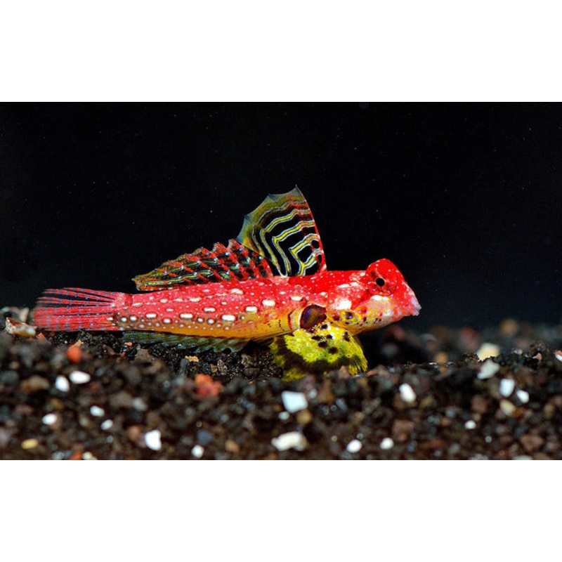 Ruby Red Draggonet