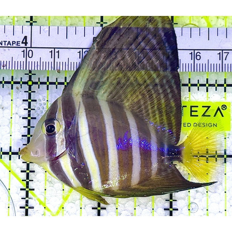 Sailfin Tang ST020601 WYSIWYG Size: SM 2.75" approx