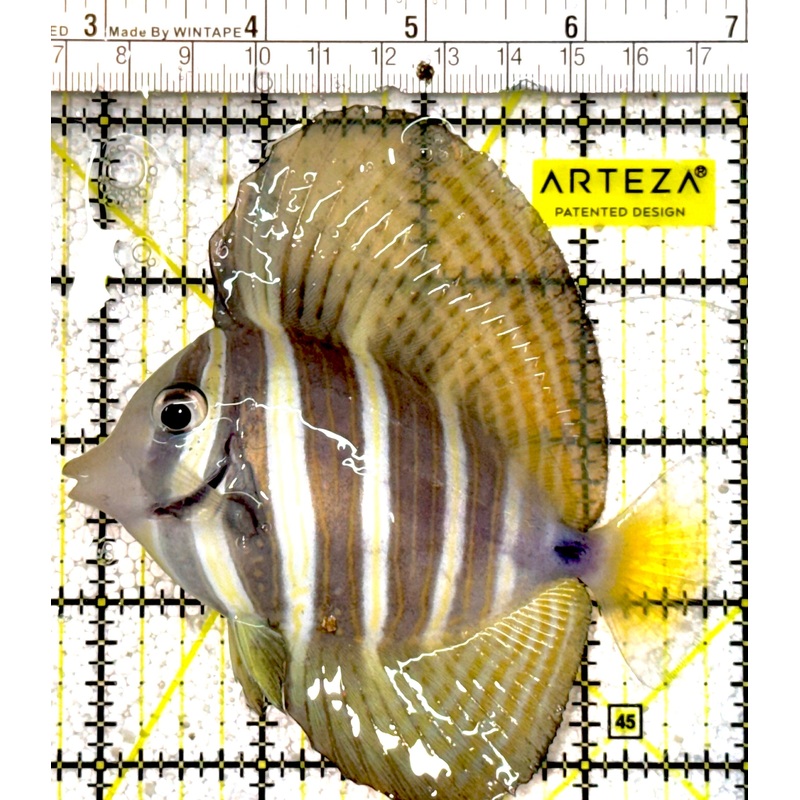Sailfin Tang ST022201 WYSIWYG Size: L 4.75" approx