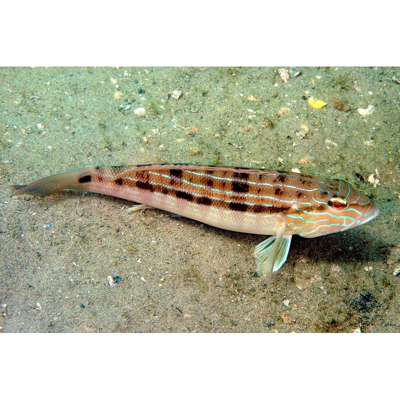 Sandperch Blue Stripped Size: XXL/SHOW"