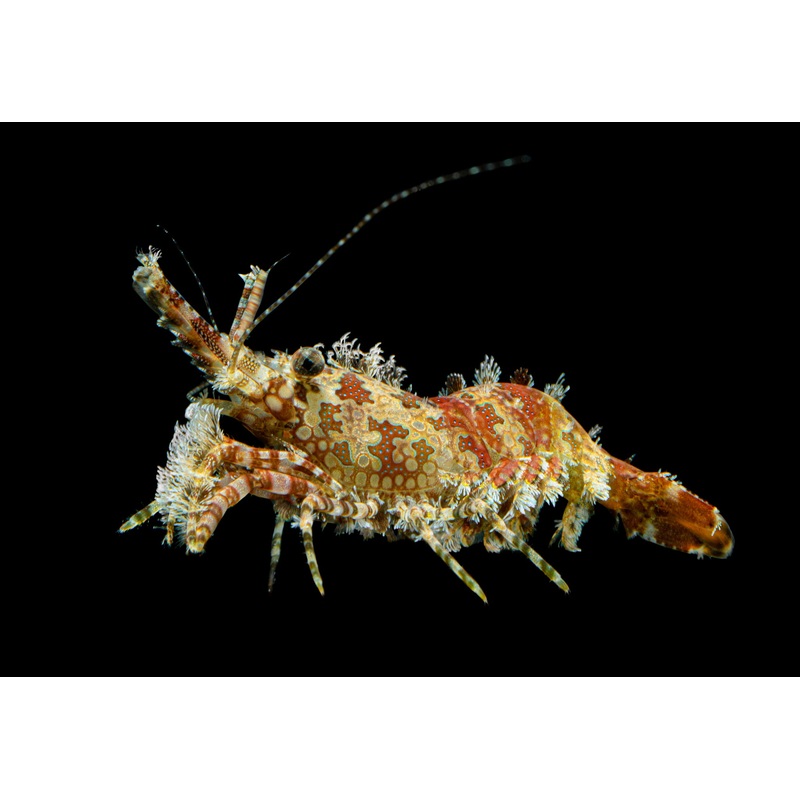 Saron Shrimp Size: XL 5" to 6"