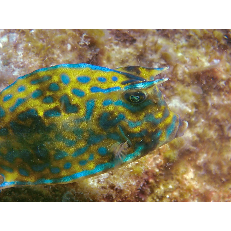 Scrawled Cowfish