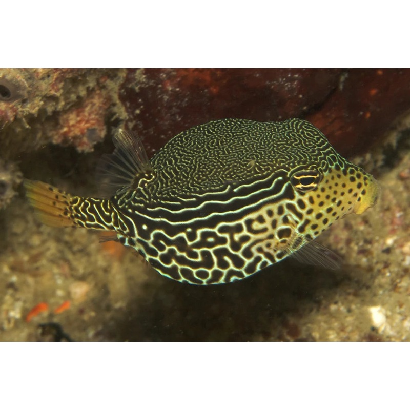 Scribbled Boxfish Size: M 3" to 4"