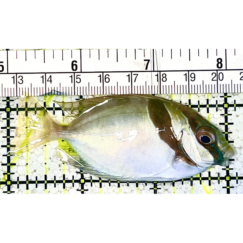 Scribbled Rabbitfish SR021101 WYSIWYG Size: M 3" approx