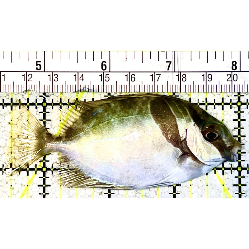 Scribbled Rabbitfish SR021102 WYSIWYG Size: M 3.5" approx